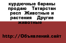 курдючные бараны продаю - Татарстан респ. Животные и растения » Другие животные   